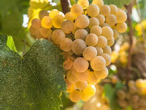 Uva Vides Albariño Rias Baixas Pontevedra visita Cata Bodegas Corisca