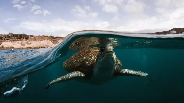 Tortuga marina en la superficie de la costa de Las Galletas, Tenerife