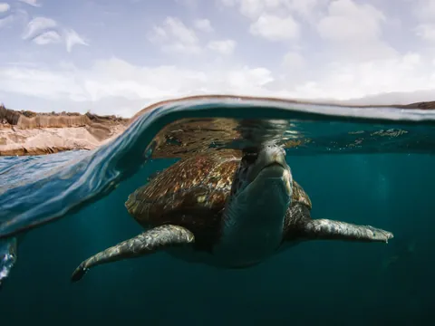 Tortuga marina en la superficie de la costa de Las Galletas, Tenerife