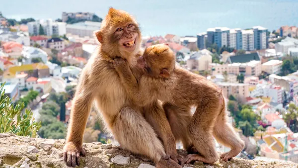 excursión Gibraltar Peñon desde Málaga Monos visita guiada Transporte Bus