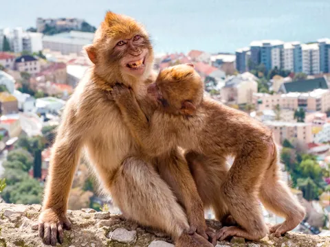 excursión Gibraltar Peñon desde Málaga Monos visita guiada Transporte Bus