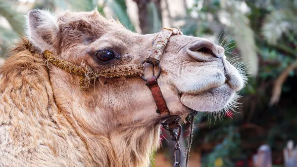 paseo en camello por Agadir