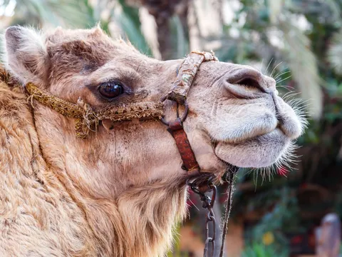 paseo en camello por Agadir