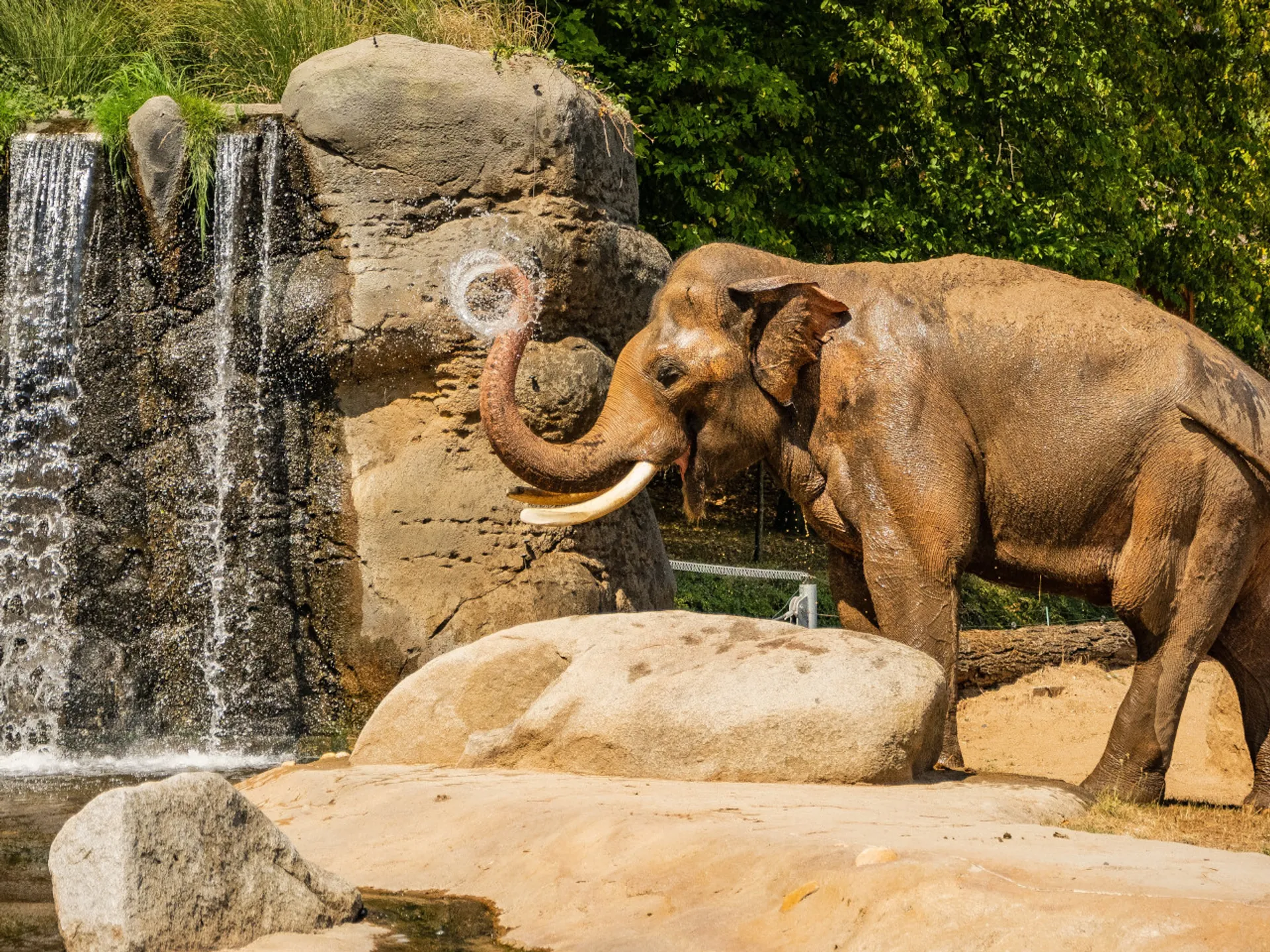 Elefante en el Zoo de Praga - Praga con niños - Qué hacer en Praga - Guía de Viajes Praga - Buendía Tours
