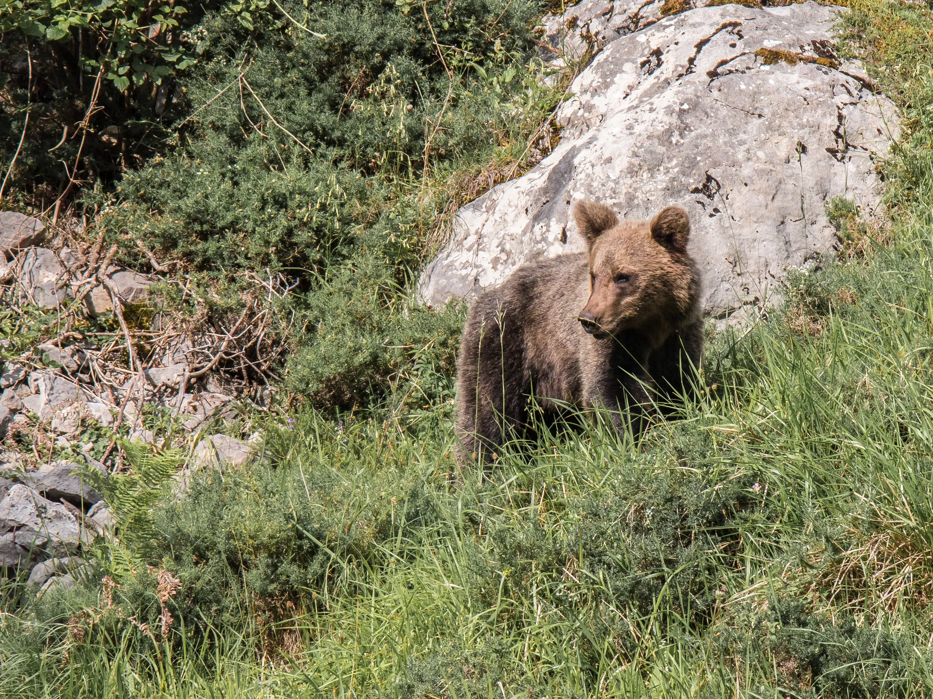 oso pardo asturiano