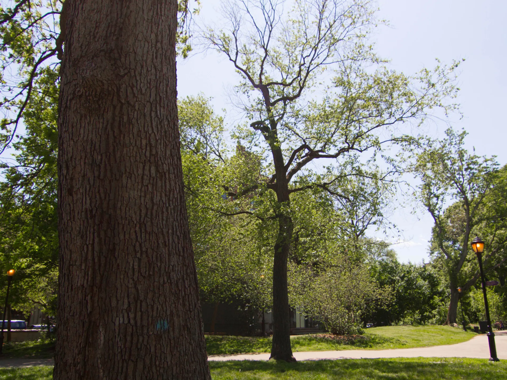 Parque de Williamsburg - Barrio de Williamsburg - Qué ver en Nueva York - Guía de Viajes Nueva York - Buendía Tours