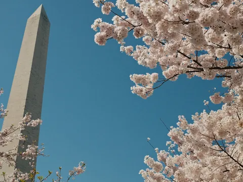 Obelisco de Washington entre cerezos en flor, Washington D.C., Estados Unidos
