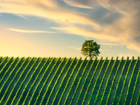 Excursión a la Toscana y sus pueblos medievales con curso de cocina y vino incluido desde Florencia