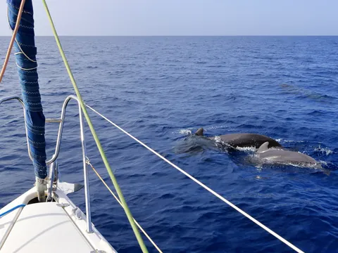 Avistamiento de cetáceos en velero por el sur de Tenerife