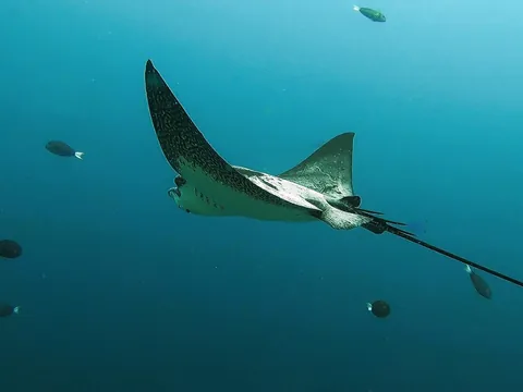 Raya nadando en el fondo marino de las Galletas, Tenerife