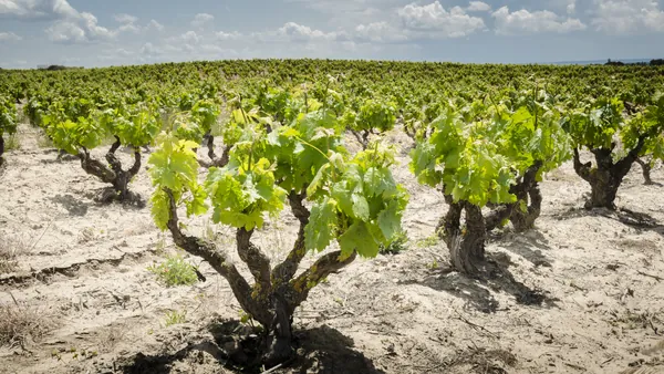 excursión Ribera del Duero desde Madrid excursiones visitas guiadas Cata Degustacion Vinos