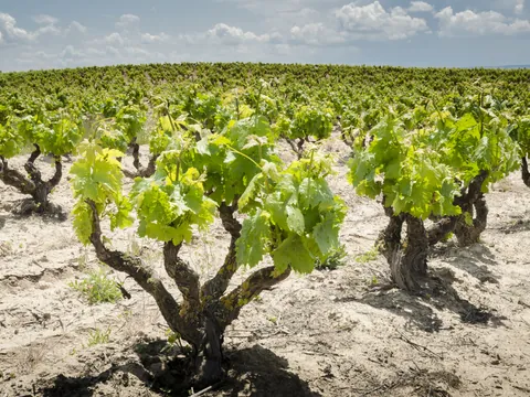 excursión Ribera del Duero desde Madrid excursiones visitas guiadas Cata Degustacion Vinos