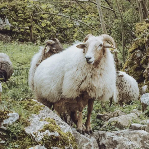 Trashumancia Picos de Europa