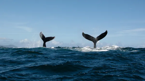 Avistamiento Ballenas Bahia Samana Punta Cana excursión República Dominicana