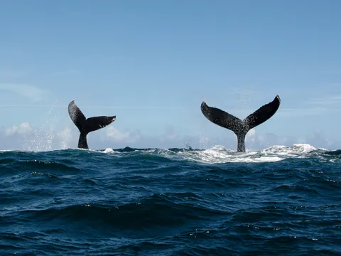 Avistamiento Ballenas Bahia Samana Punta Cana excursión República Dominicana