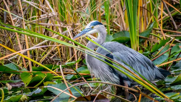 Fauna Parque Everglades Excrusion desde Miami