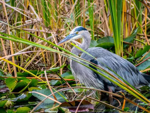 Fauna Parque Everglades Excrusion desde Miami