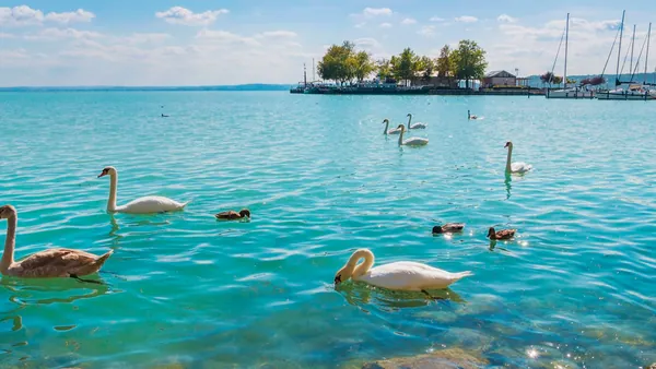 Después de visitar Balatonfüred, la ciudad con el balneario más antiguo en Hungría, pasearemos por el famoso paseo y daremos de comer a los cisnes.