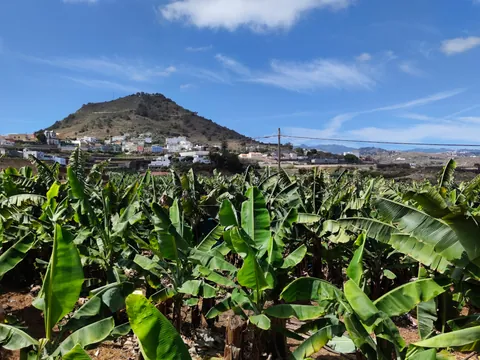 Pasaremos por Arucas y veremos las amplias plantaciones de plátanos.