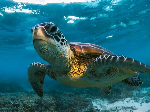 Skorkel con rayas y tortugas en Tenerife