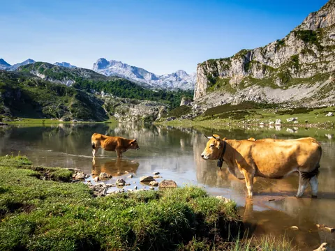 Vista de los Lagos de Covadonga en Asturias