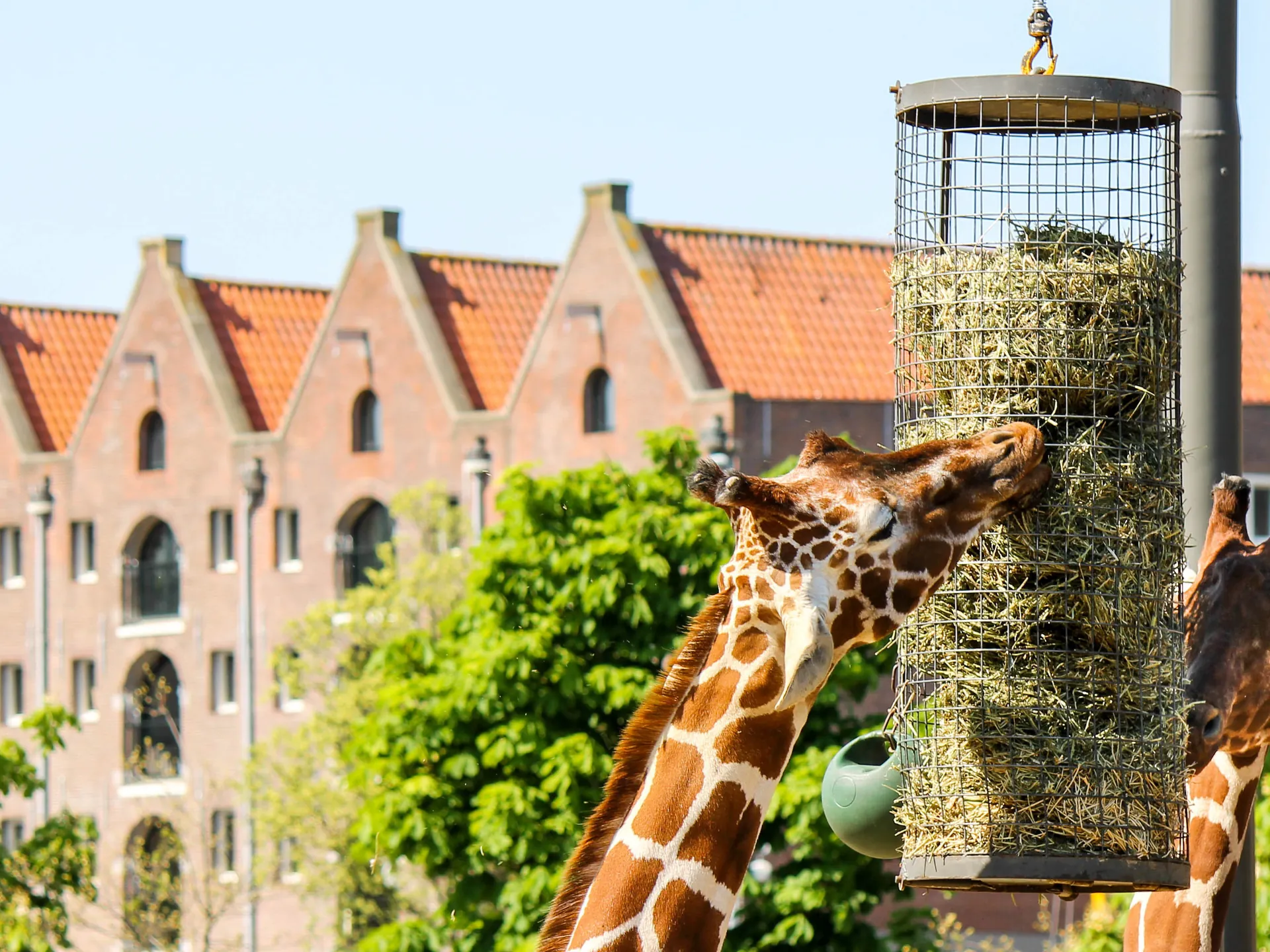 Zoo Royal Artis en Ámsterdam-Qué hacer con niños- Guía de viaje de Ámsterdam- Buendía Tours