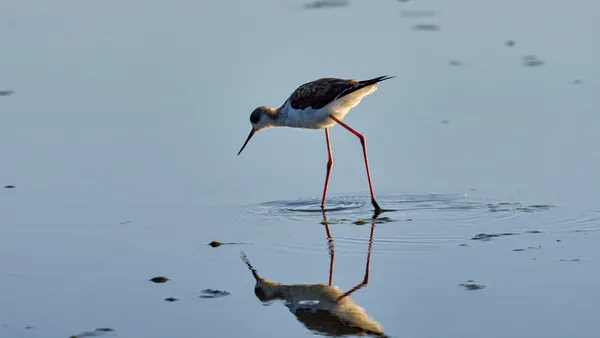 Fauna típica de la Albufera, Valencia
