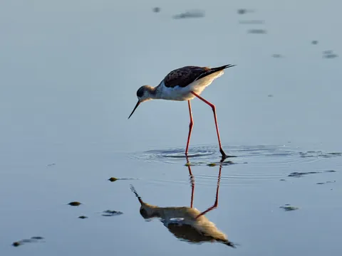 Fauna típica de la Albufera, Valencia