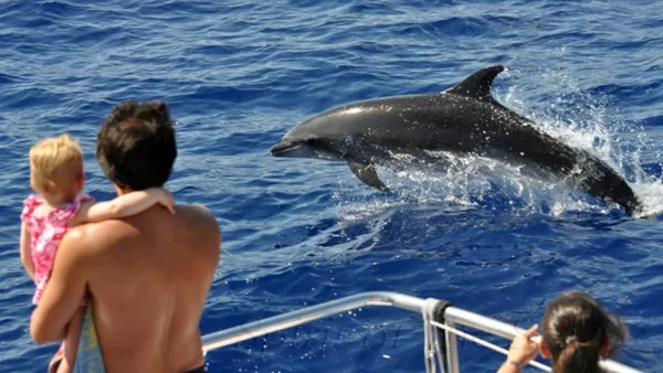 Vistas de delfines saltando desde la borda del barco.