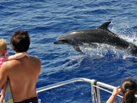 Vistas de delfines saltando desde la borda del barco.