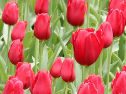 Excursión privada a los Jardines de Keukenhof