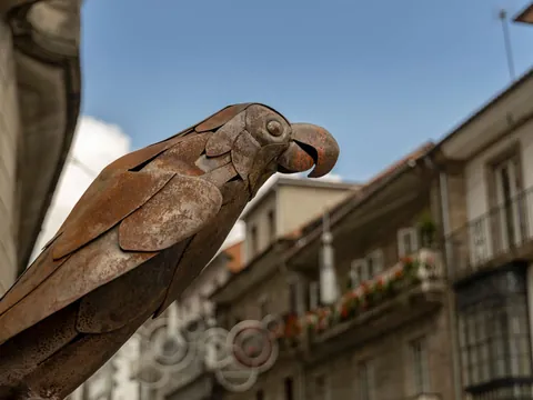free tour Pontevedra Casco Historico Loro Revachol visita guiada Galicia