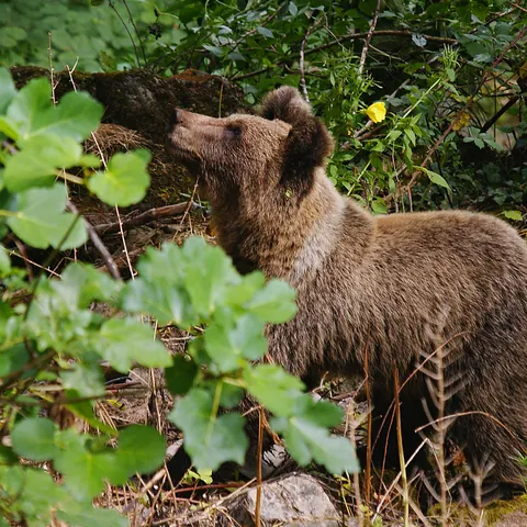 Oso pardo, Asturias