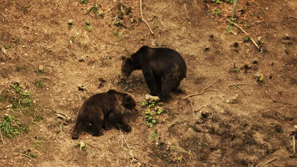 Una pareja de ursus arctos vista desde el refugio elegido para la observación de animales.