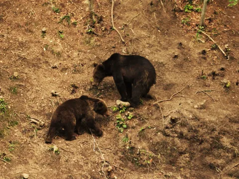 Una pareja de ursus arctos vista desde el refugio elegido para la observación de animales.