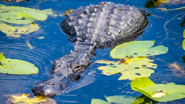 Fauna Local Everglades tour Miami