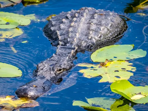 Fauna Local Everglades tour Miami