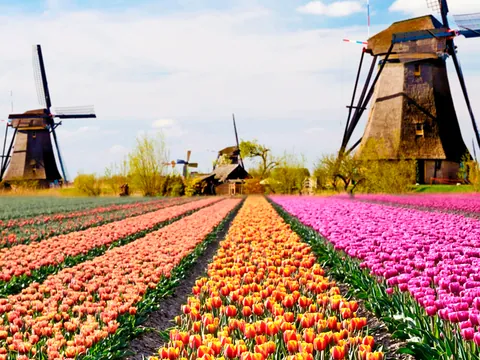 Molinos tradicionales junto a campos de tulipanes en Keukenhof, Países Bajos