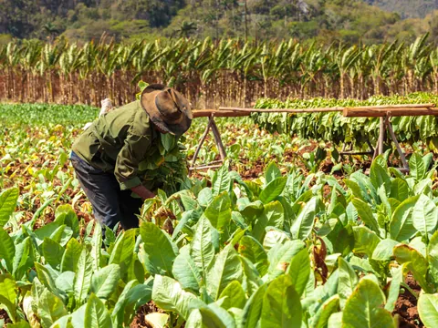 Excursión al Valle de Viñales desde La Habana