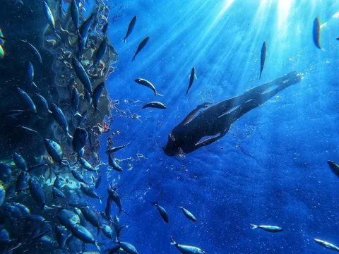 Snorkel el Perchel Gran Canaria