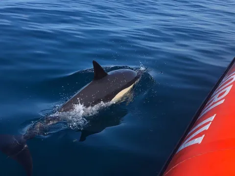 Observación de delfines en Arrábida