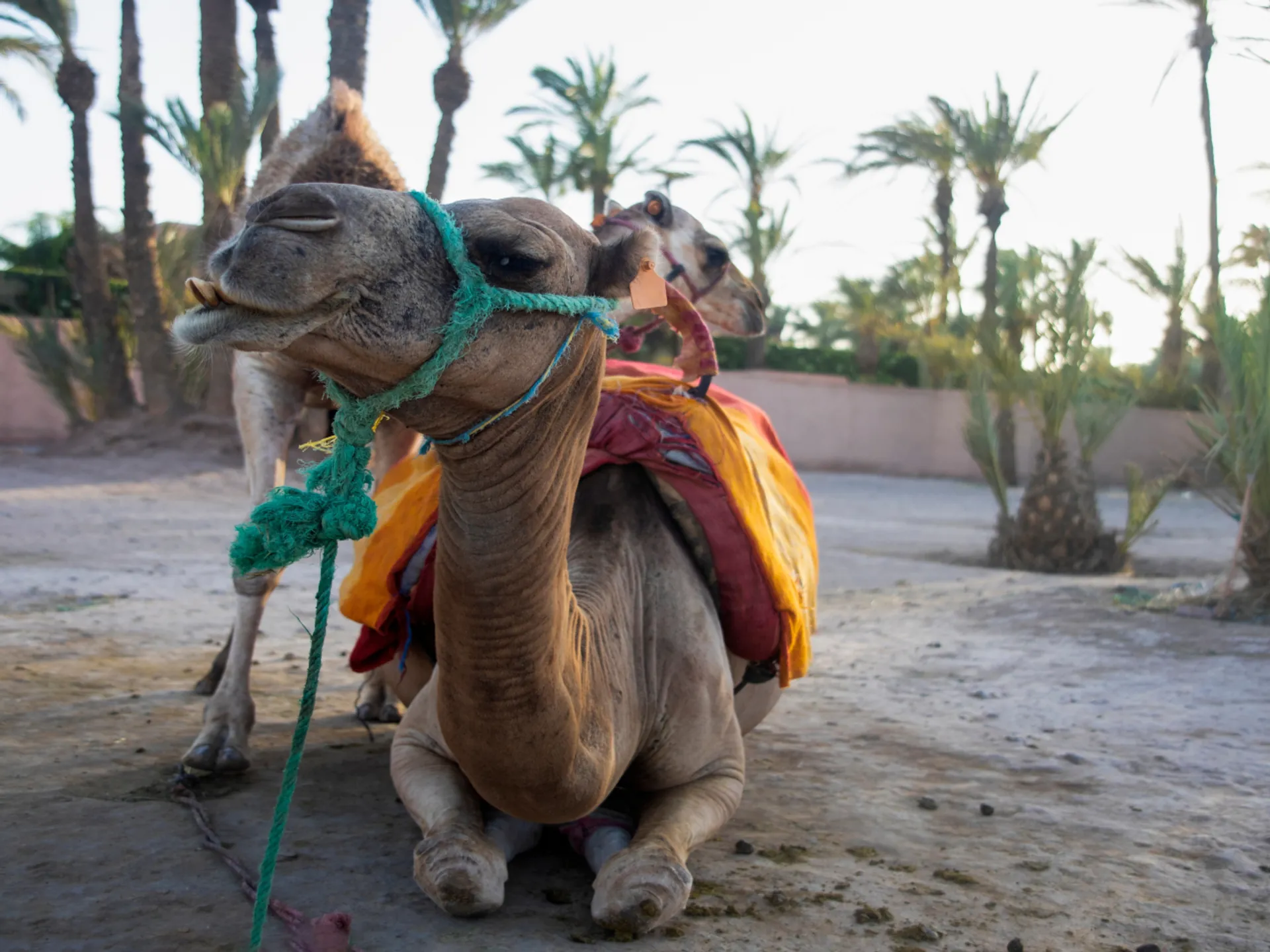 El Palmeral de Marrakech - Explorar el Palmeral en Quad - Qué hacer en Marrakech - Guía de Viajes Marrakech - Buendía