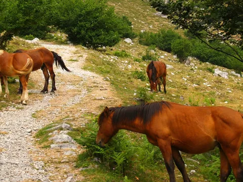 Caballos pastando en los Picos de Europa