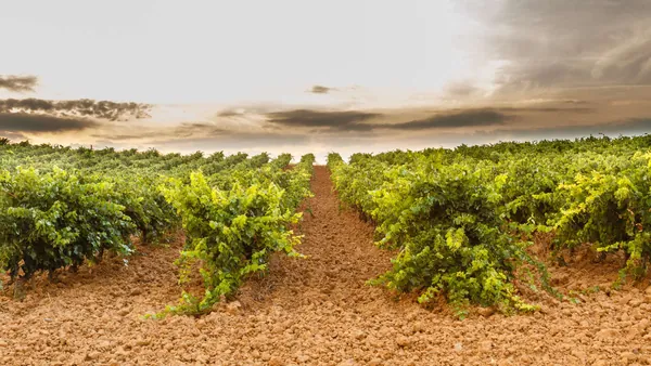 Cata Vinos Viñedo Valdevimbre visita guiada Bodegas Transporte desde León visita guiada Castilla León