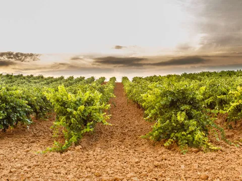 Cata Vinos Viñedo Valdevimbre visita guiada Bodegas Transporte desde León visita guiada Castilla León