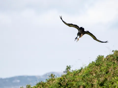 Quebrantahuesos volando sobre las montañas Asturias