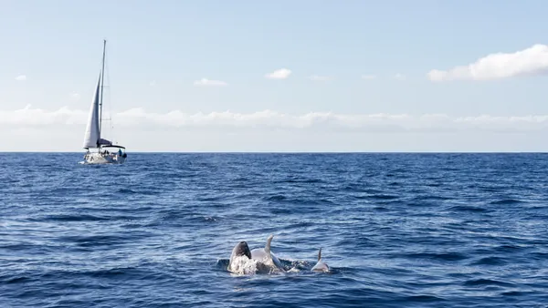 Avistamiento de los animales marinos desde un velero en Tenerife.