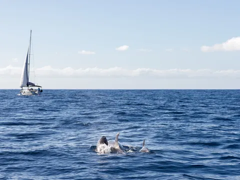 Avistamiento de los animales marinos desde un velero en Tenerife.