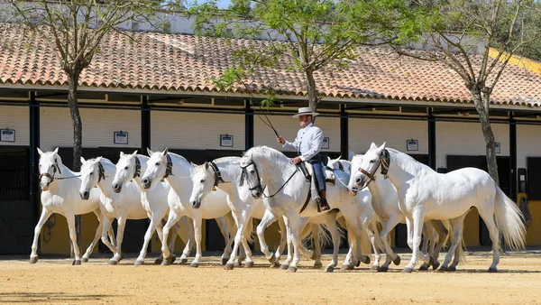 Qué hacer en Cádiz Provincia entre pueblos blancos, costa atlántica y experiencias con identidad propia
