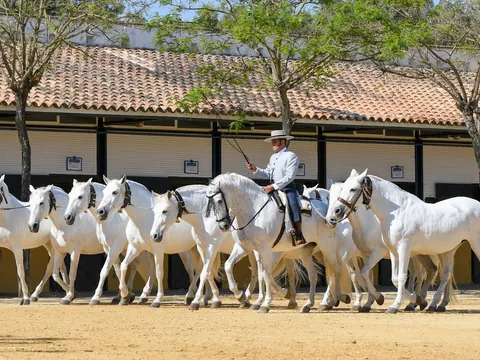 visita guiada Yeguada Cartuja Hierro del Bocado Espectaculo Ecuestre Jerez Frontera Cádiz Bandalucia